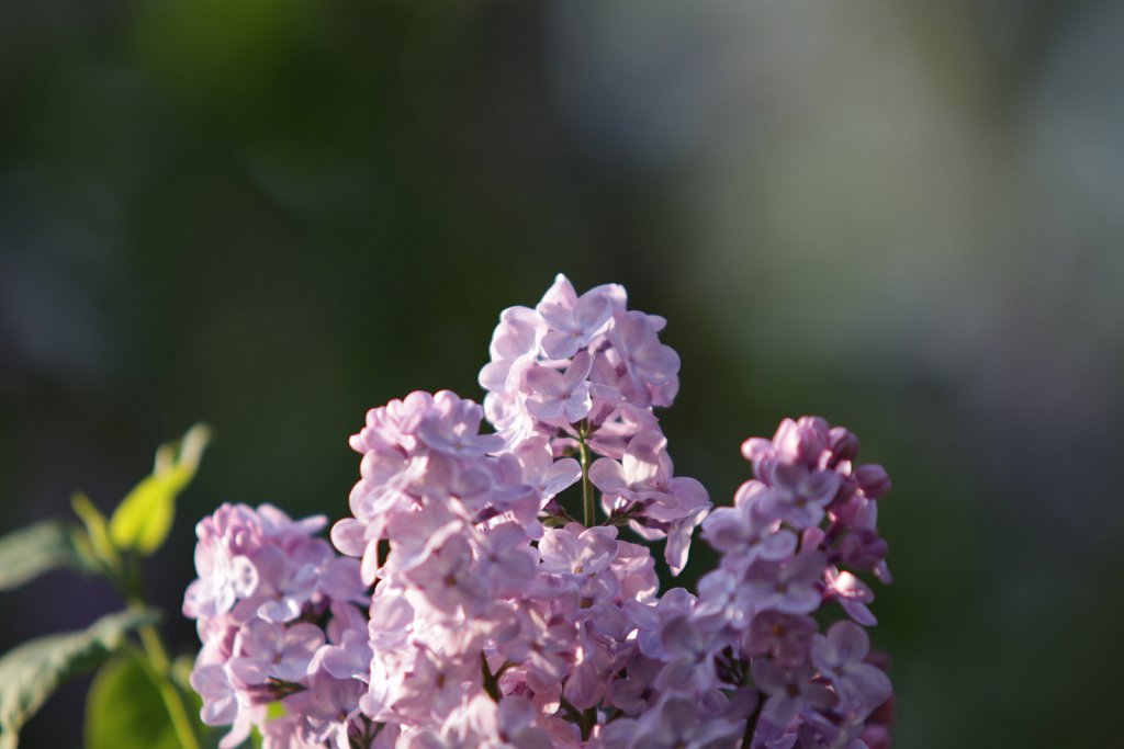 IMG-1811.JPG