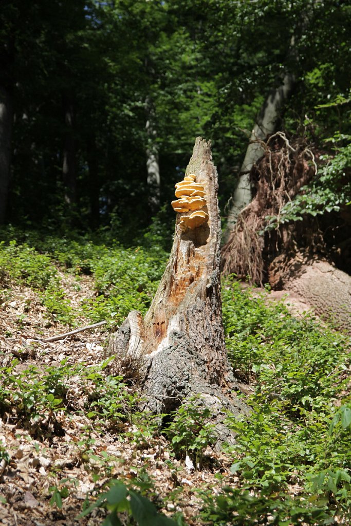 IMG-7808.jpg